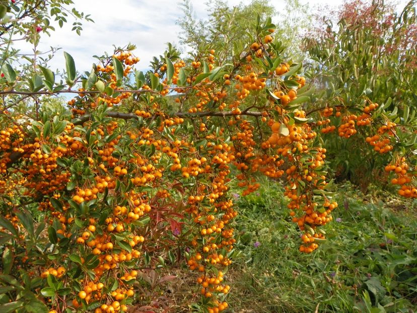 pyracantha Soleil d'Or - Dobarland 2019 4