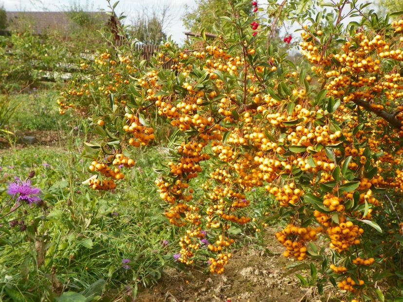 pyracantha Soleil d'Or - Dobarland 2019 4