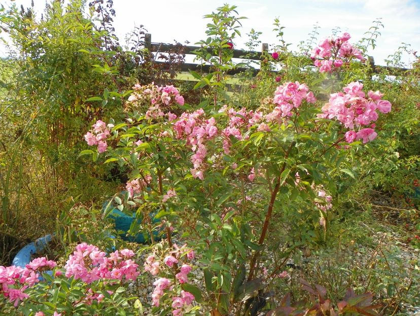 Heavenly Pink - Dobarland 2019 4