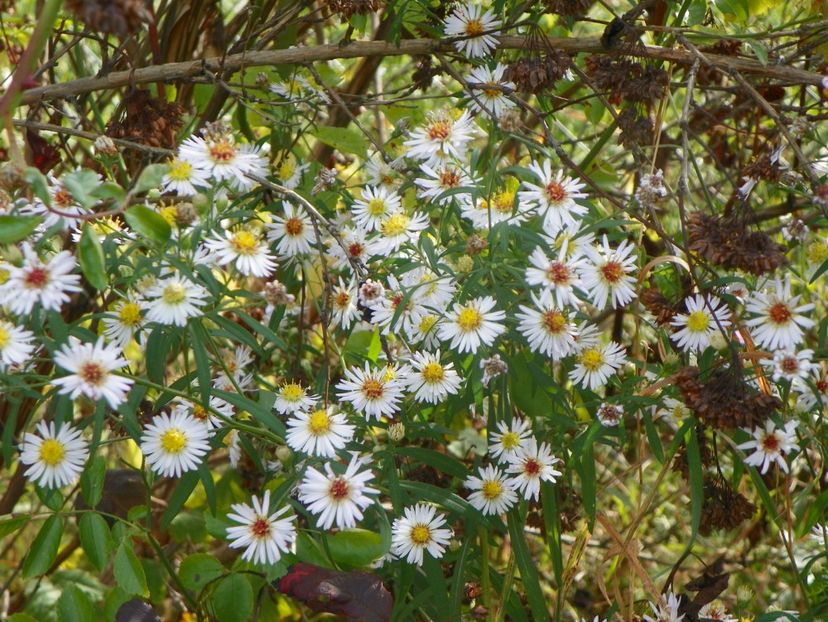 aster din padure - Dobarland 2019 4