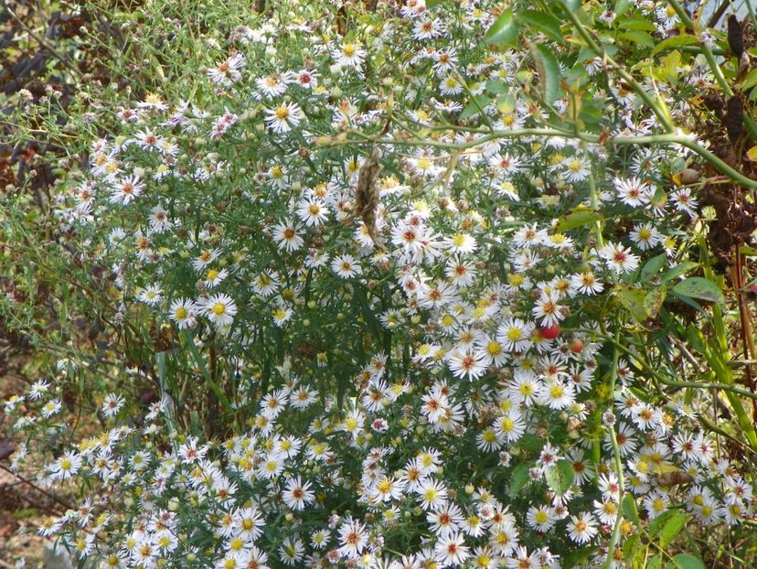 aster din padure - Dobarland 2019 4