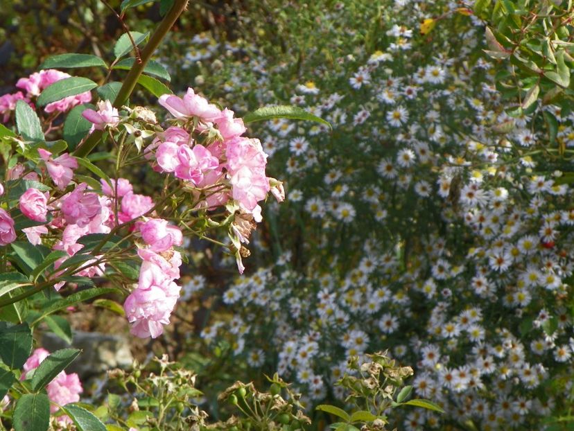Heavenly Pink si aster - Dobarland 2019 4