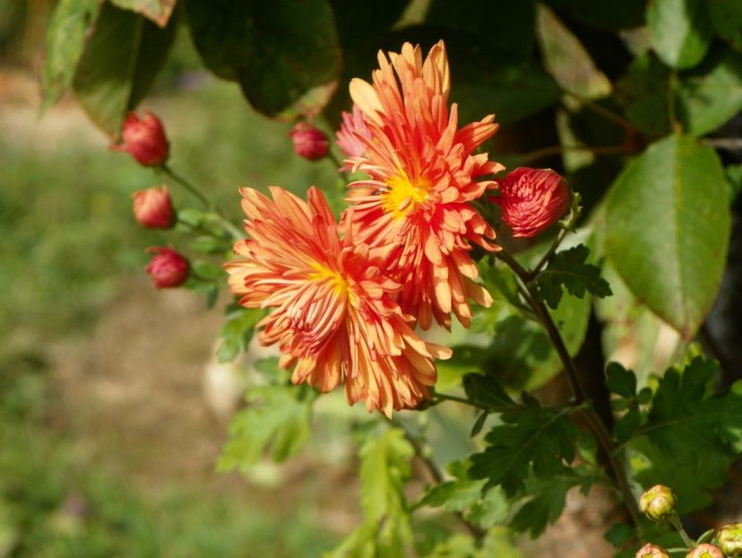 chrysanthemum Kleiner Bernstein - Dobarland 2019 4