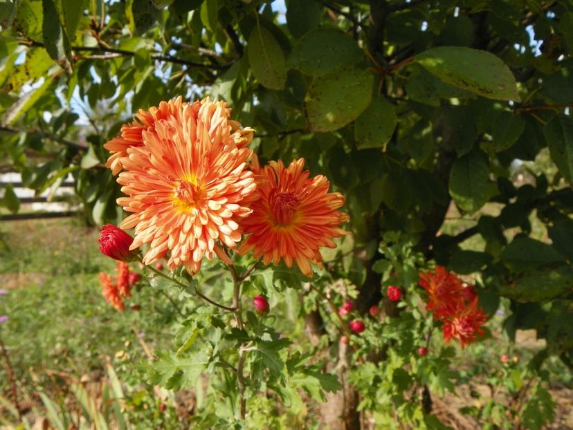 chrysanthemum Kleiner Bernstein - Dobarland 2019 4