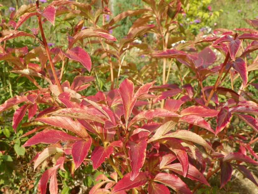 paeonia Dancing Butterflies - Dobarland 2019 4
