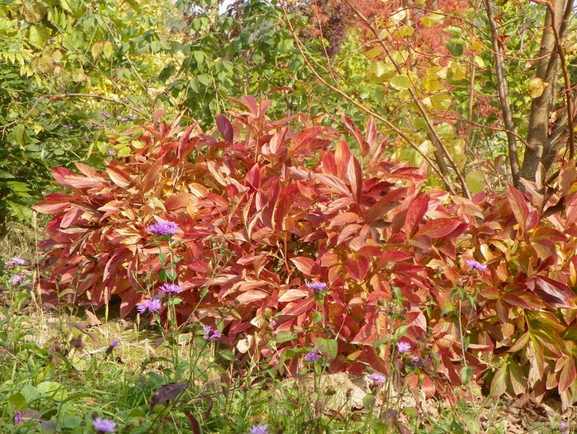paeonia Dancing Butterflies - Dobarland 2019 4