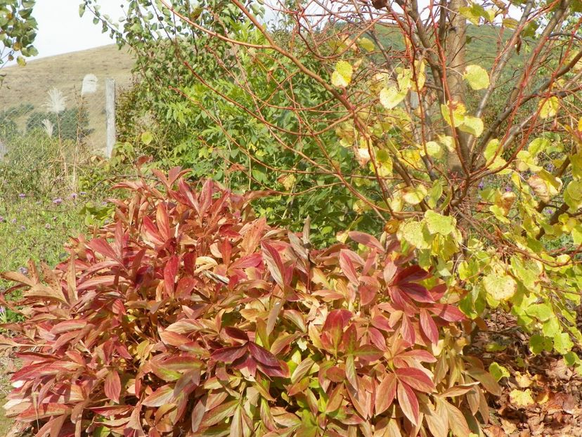 paeonia Dancing Butterflies - Dobarland 2019 4