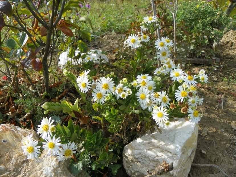 aster ageratoides Starshine - Dobarland 2019 4