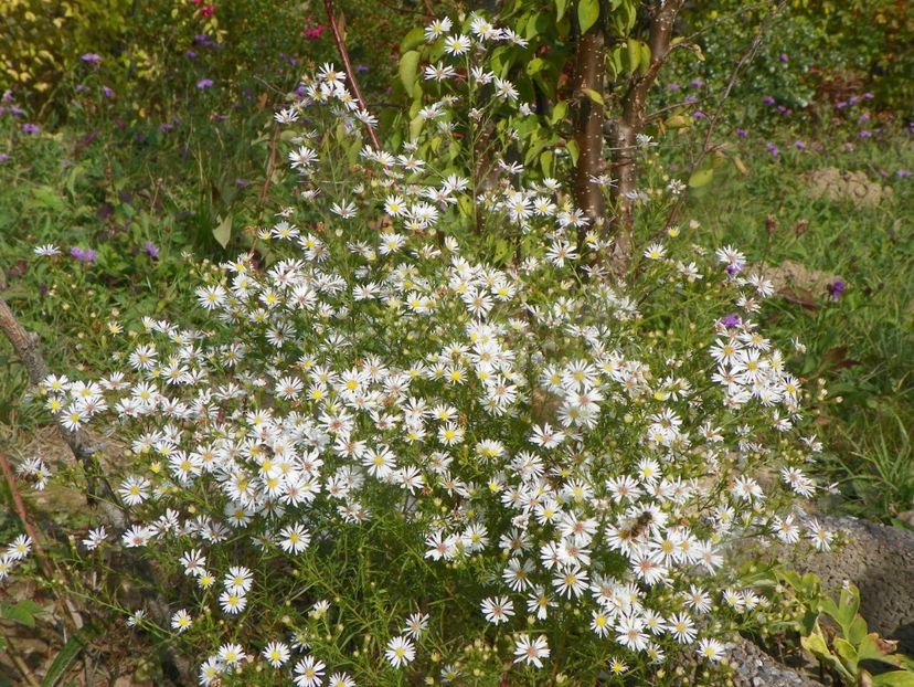 aster pringlei Monte Cassino - Dobarland 2019 4