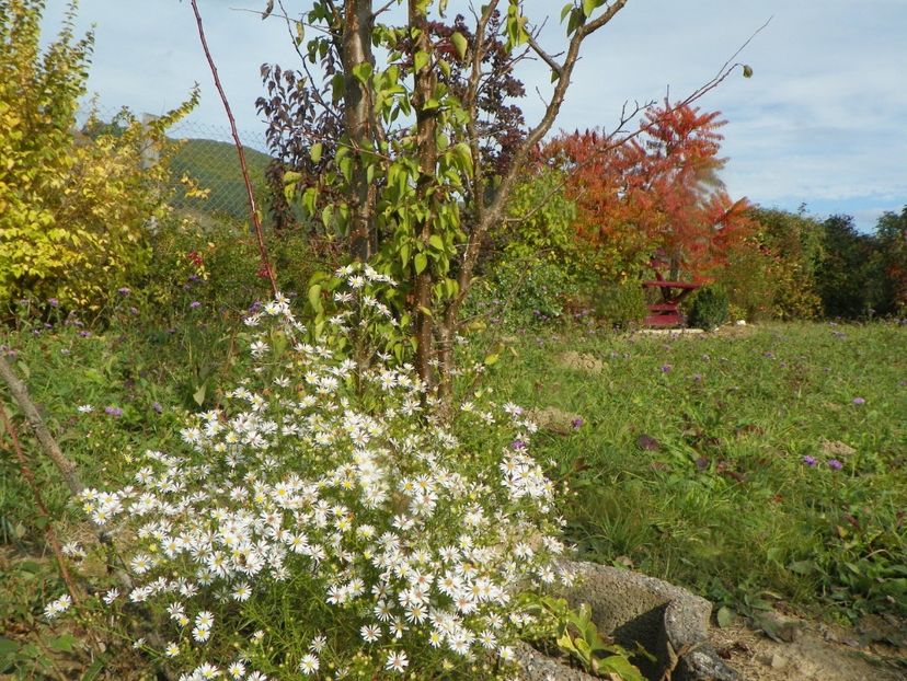 aster pringlei Monte Cassino - Dobarland 2019 4