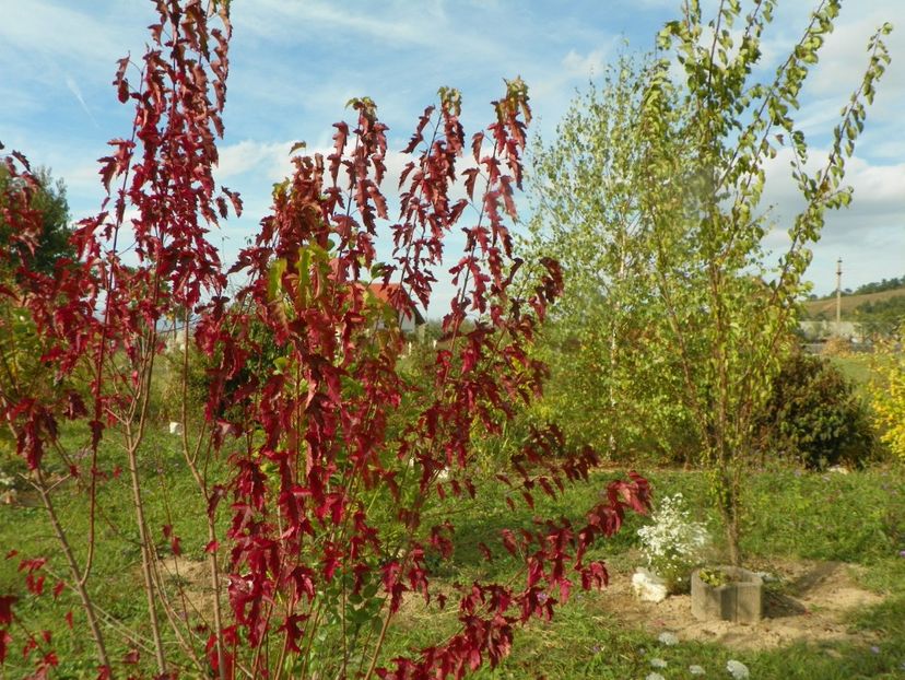 acer tataricum - Dobarland 2019 4