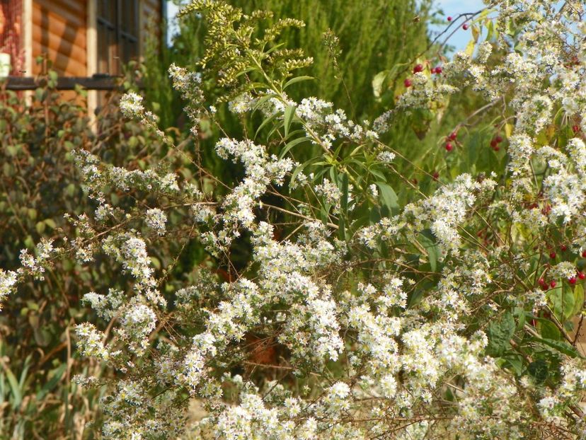 aster ericoides Schneetanne - Dobarland 2019 4