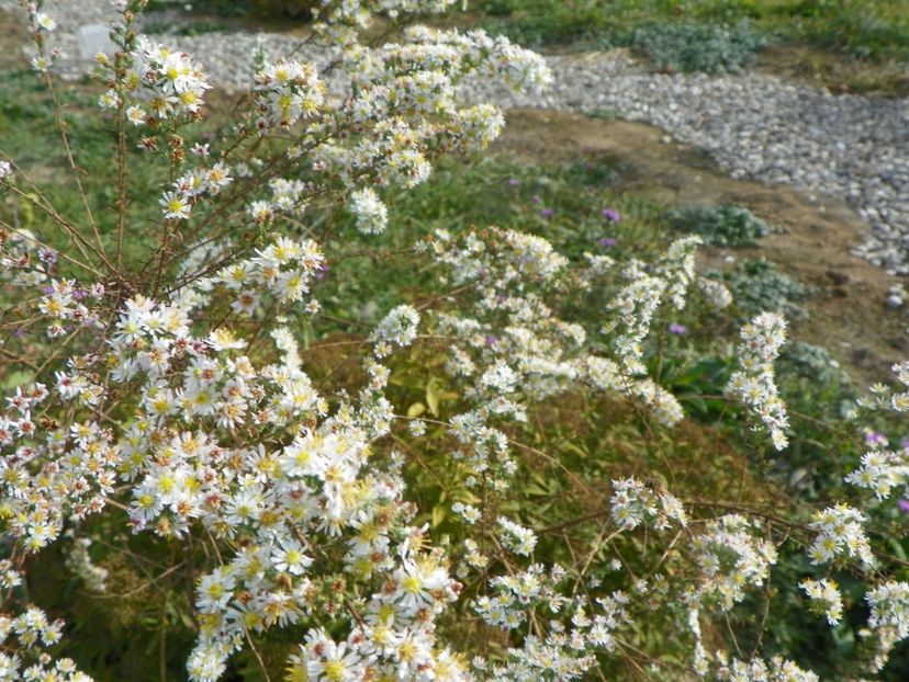 aster ericoides Schneetanne - Dobarland 2019 4