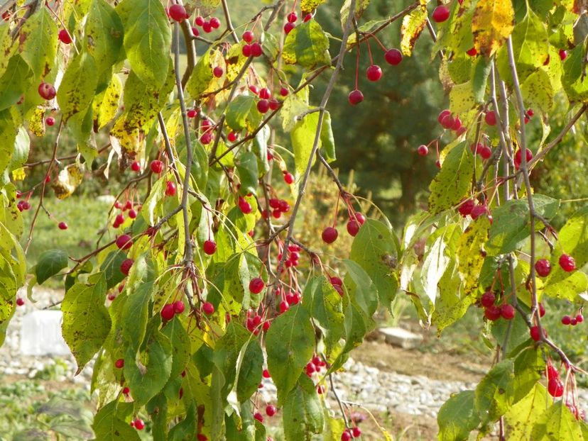 malus Sun Rival - Dobarland 2019 4