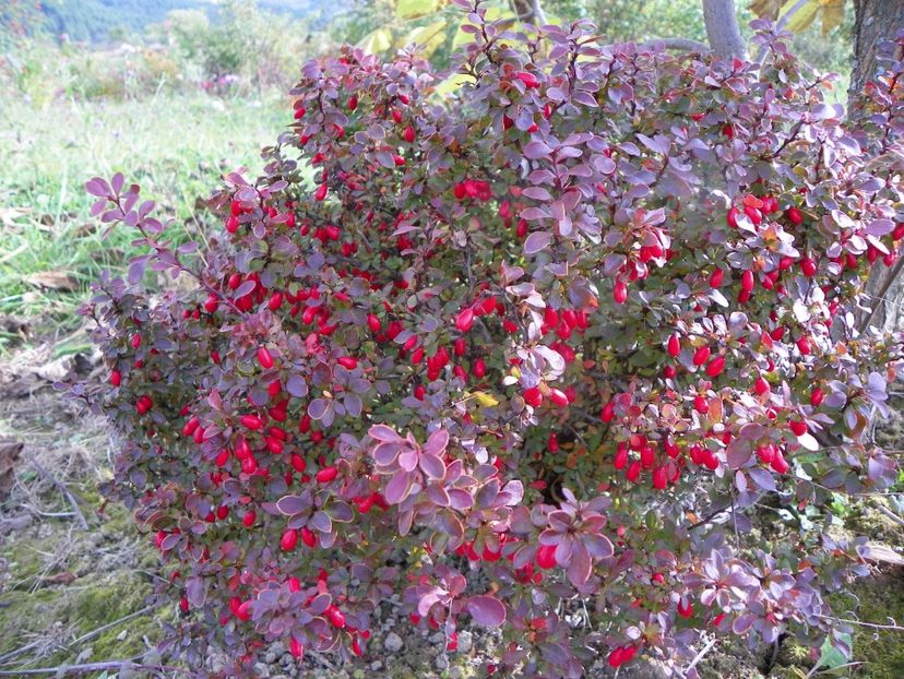 berberis Admiration - Dobarland 2019 4