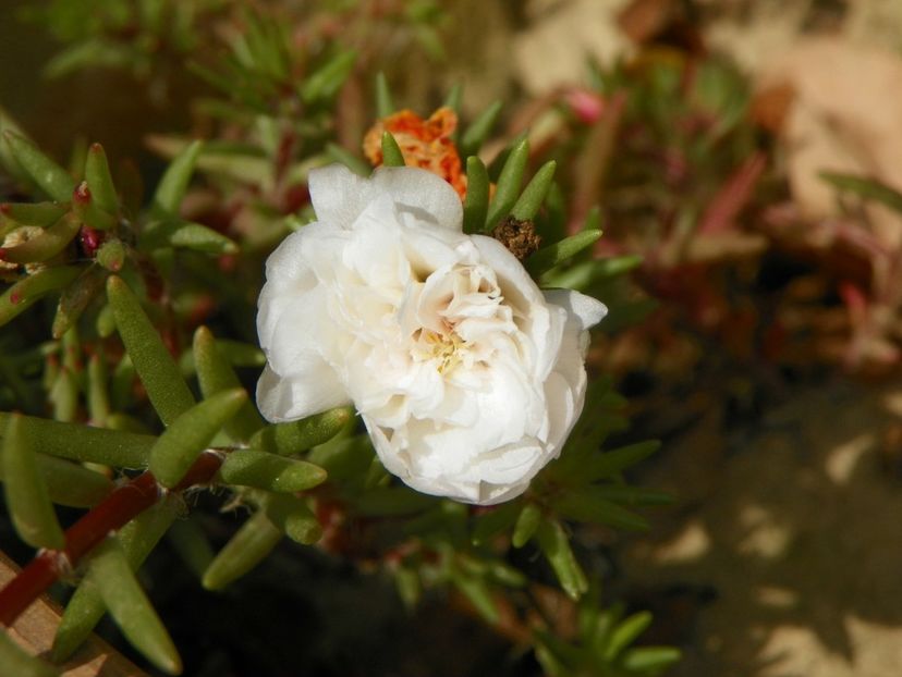 portulaca grandiflora - Dobarland 2019 4