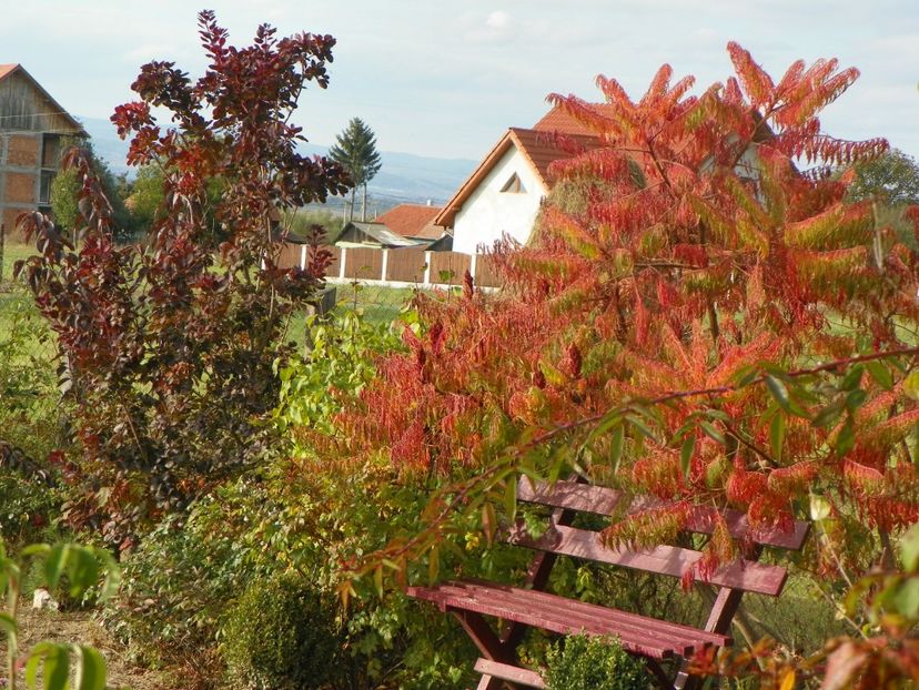 cotinus coggyria Royal Purple, rhus typhina laciniata - Dobarland 2019 4