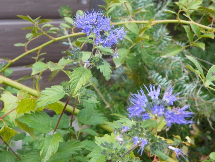 caryopteris clandonensis - Dobarland 2019 4