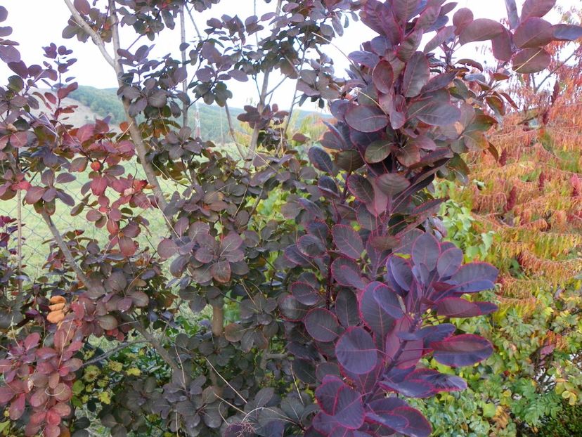 cotinus coggyria Royal Purple - Dobarland 2019 4