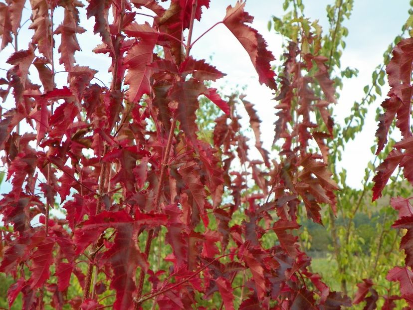 acer tataricum - Dobarland 2019 4