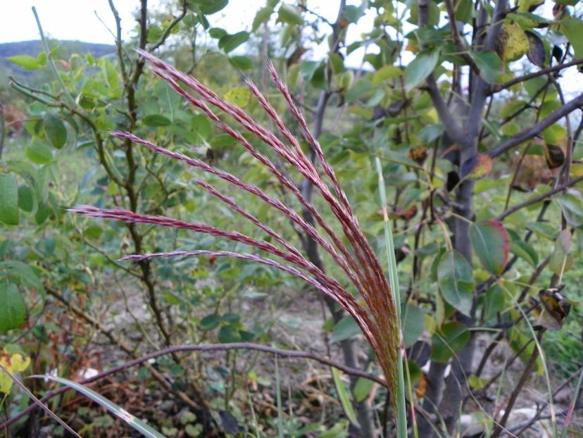 miscanthus Little Zebra - Dobarland 2019 4