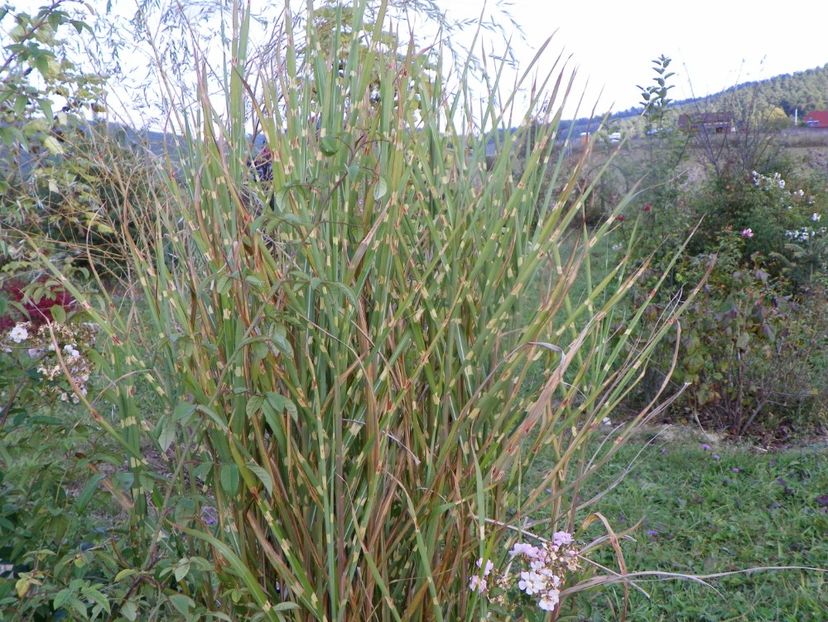 miscanthus Zebrinus - Dobarland 2019 4