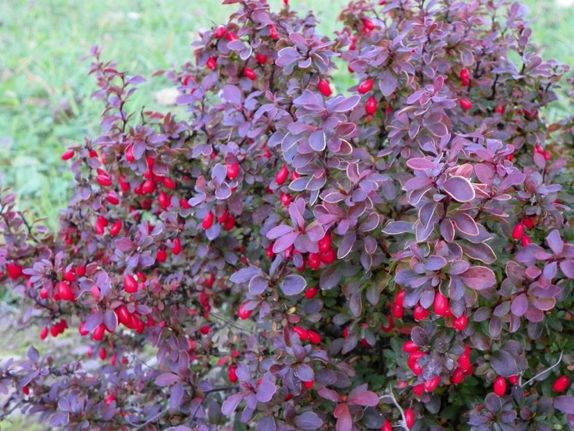 berberis Admiration - Dobarland 2019 4