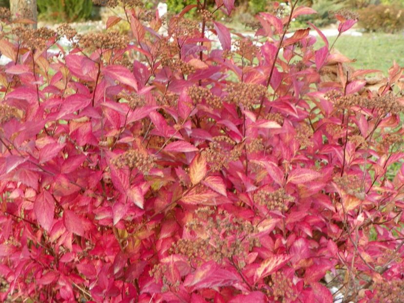 spiraea Firelight - Dobarland 2019 4