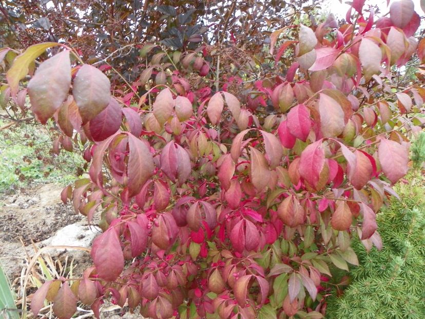 euonymus alatus Compactus - Dobarland 2019 4