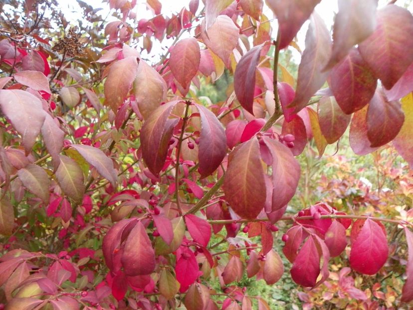 euonymus alatus Compactus - Dobarland 2019 4