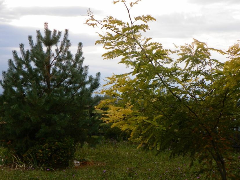 gleditsia Sunburst - Dobarland 2019 4