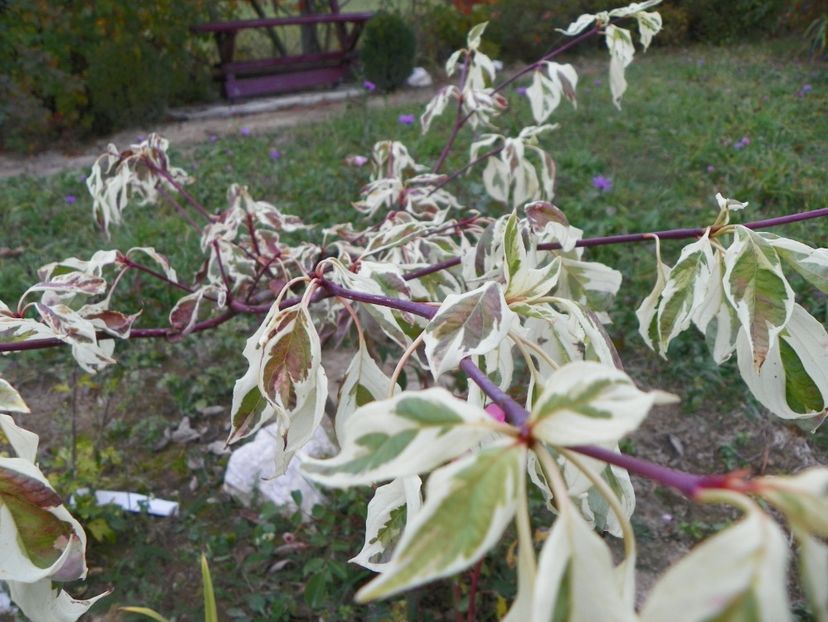 cornus controversa Variegata - Dobarland 2019 4