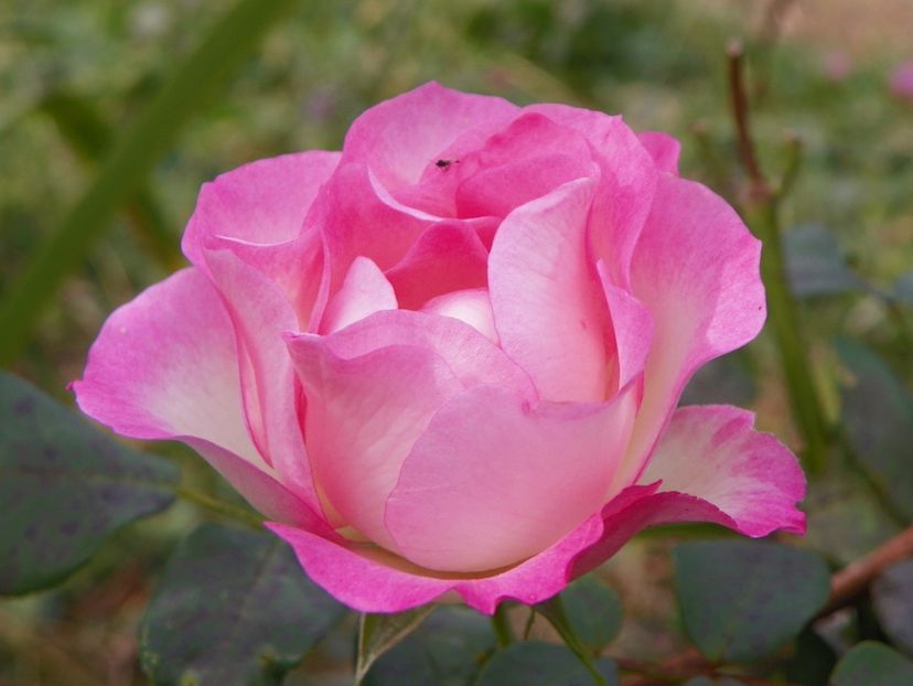 Bordure Rose - Trandafiri 2019 5