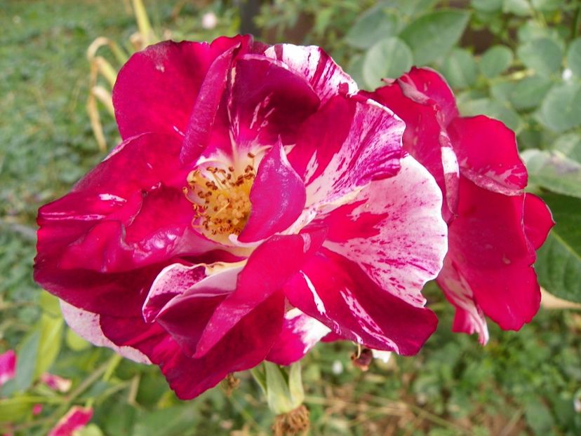 Purple Splash - Trandafiri 2019 5
