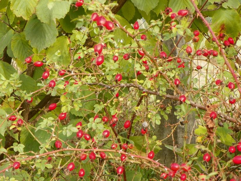 rosa rubiginosa - Trandafiri 2019 5