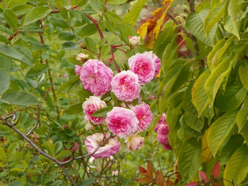 Pink Ghislaine de Feligonde - Trandafiri 2019 5