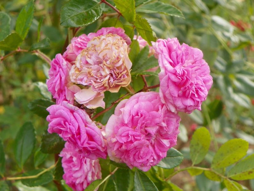 Pink Ghislaine de Feligonde - Trandafiri 2019 5