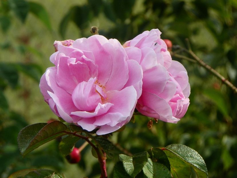 Sarah van Fleet - Trandafiri 2019 5
