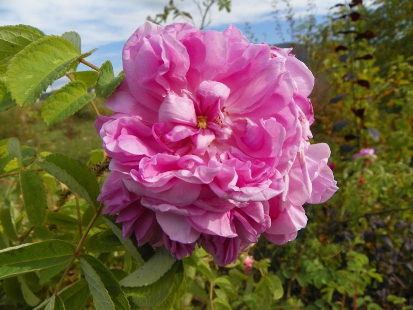 Autumn Damask - Trandafiri 2019 5