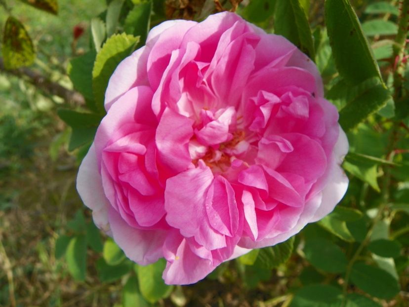Autumn Damask - Trandafiri 2019 5