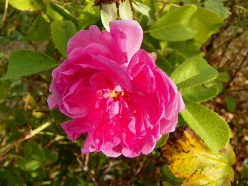 Autumn Damask - Trandafiri 2019 5