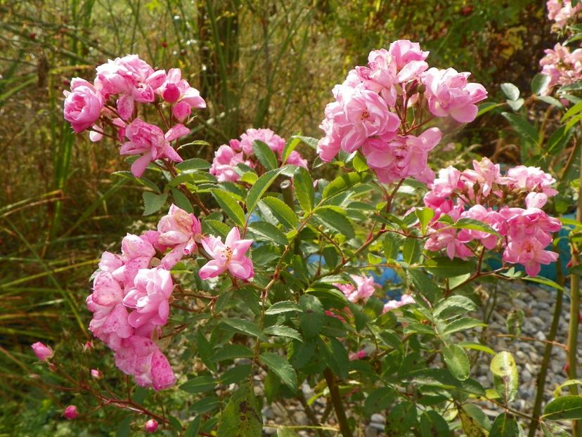 Heavenly Pink - Trandafiri 2019 5