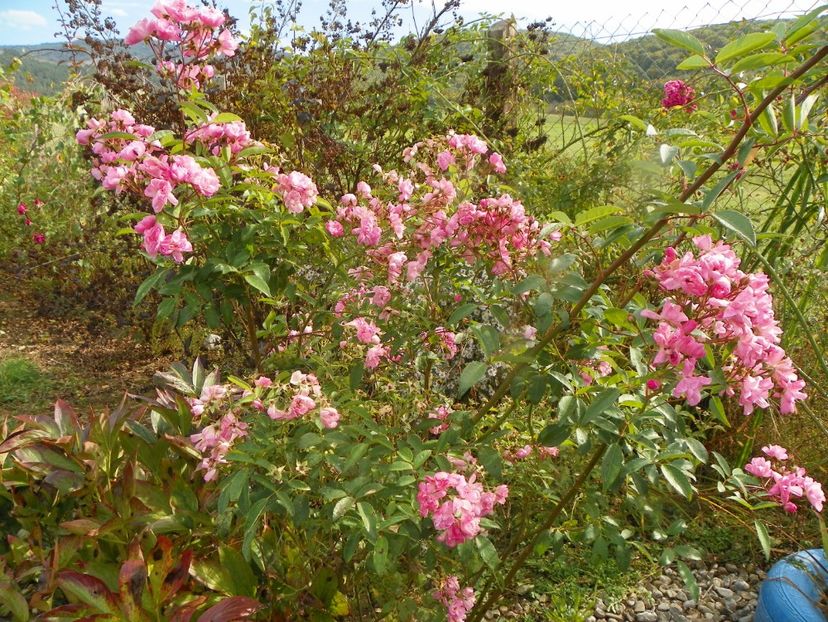 Heavenly Pink - Trandafiri 2019 5