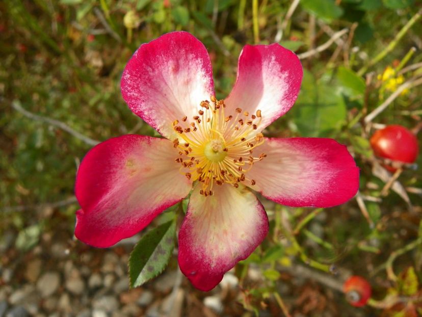 Star Profusion - Trandafiri 2019 5