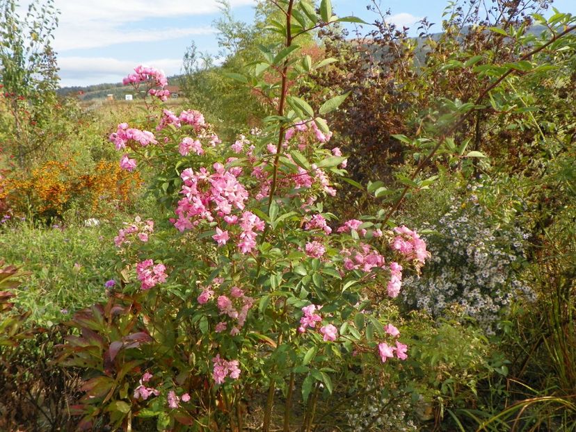 Heavenly Pink - Trandafiri 2019 5