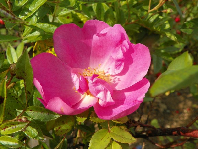 Marguerite Hilling - Trandafiri 2019 5