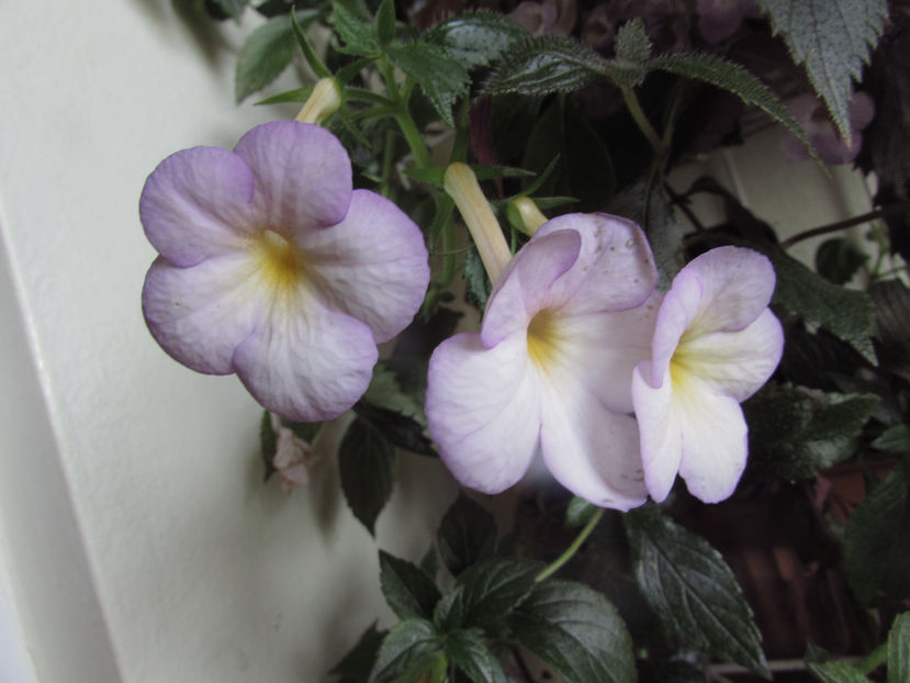  - Achimenes 2019