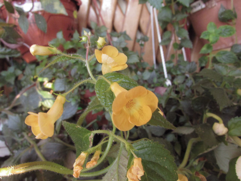 Flava - Achimenes 2019