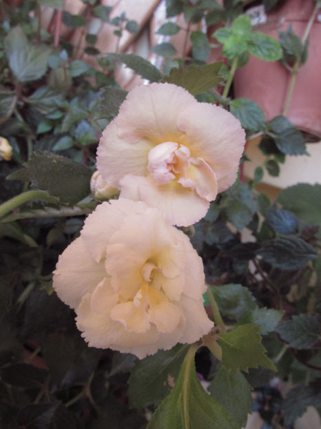Giselle - Achimenes 2019