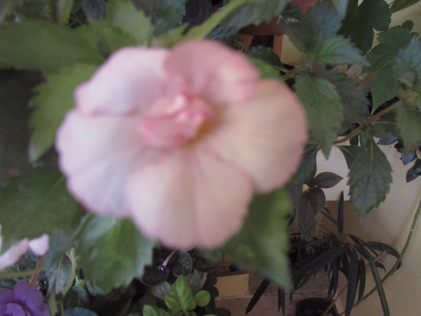 Tamara Korkina - Achimenes 2019